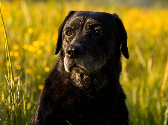spiritual meaning of black dog in dream