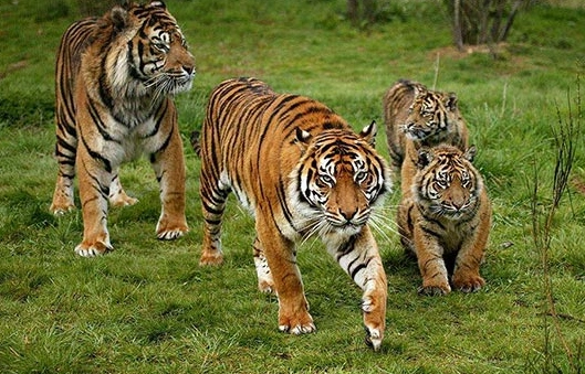 dream about tiger