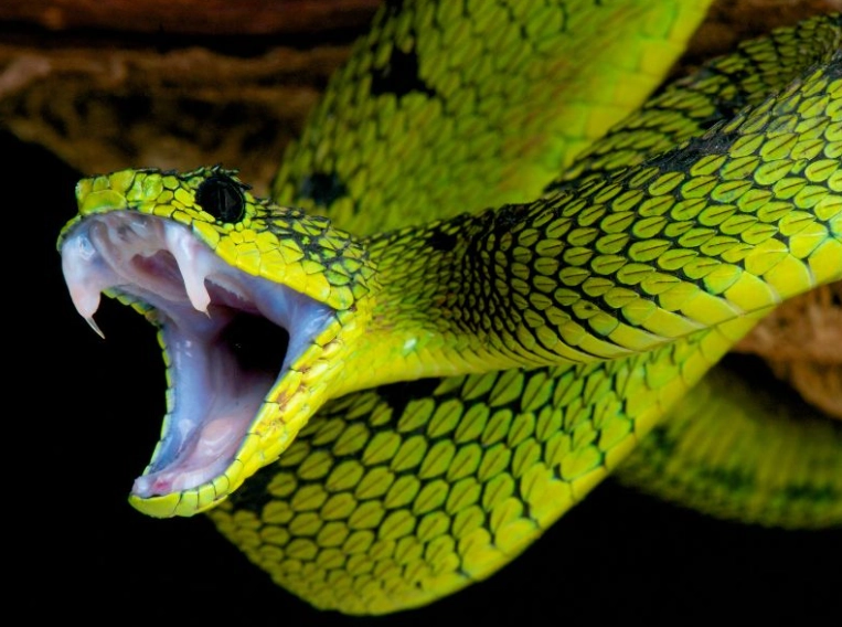 dream of snake bite