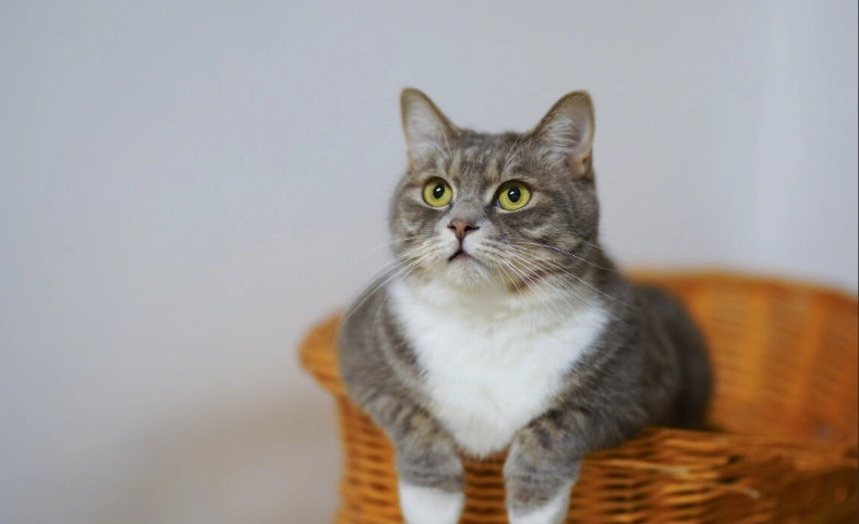 cat dream symbolism