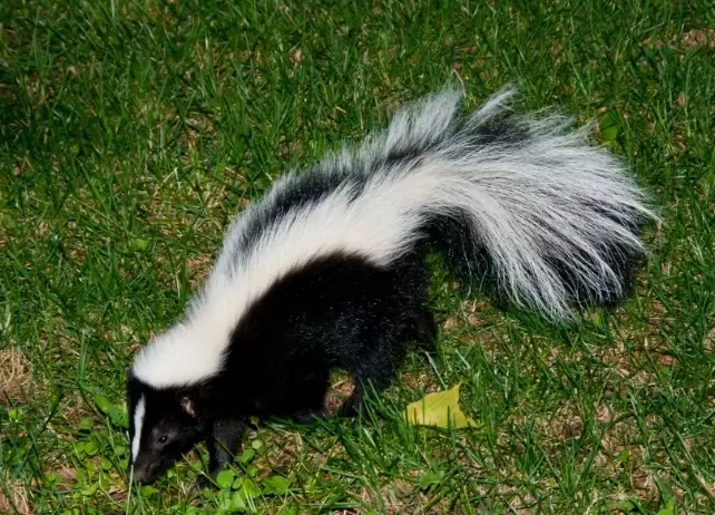 skunk dream interpretation
