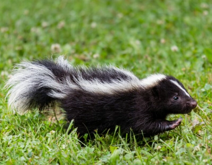 dreaming of a skunk