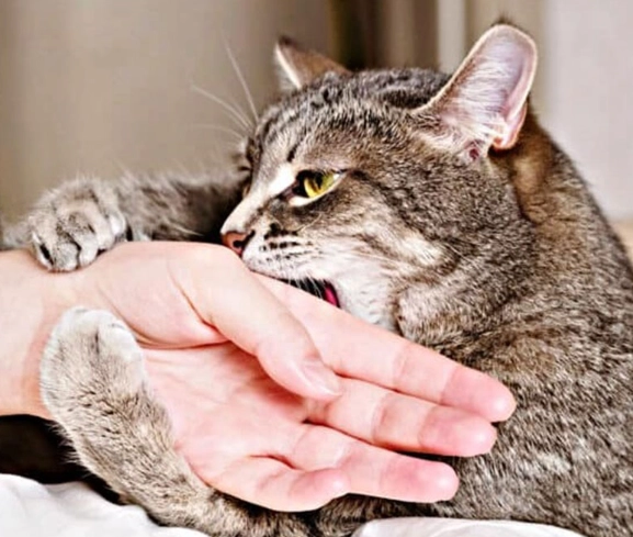 cat attack dreams