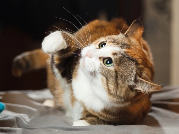 Dreams About Cats Attacking You: Meanings and How to Stop Them