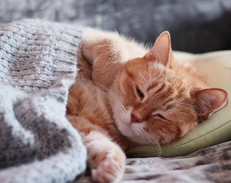 Dream Meaning of Cats: A Guide to Feline Symbolism in Your Sleep