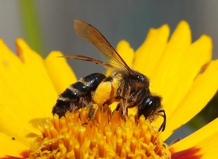 bee dream meaning