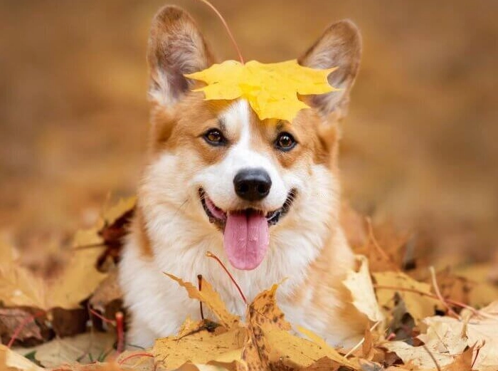 dog dream interpretation