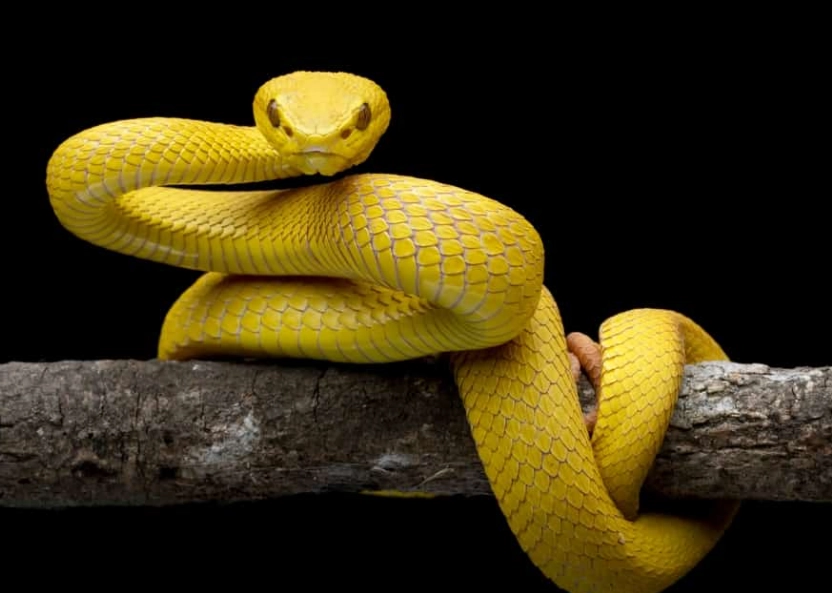 yellow snake dream interpretation