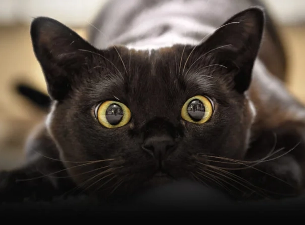 cat symbolism in dreams