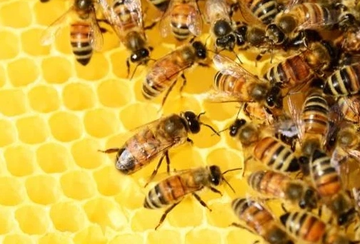 Bees in Dreams: Symbolism, Meanings, and Your Dream Dictionary Guide