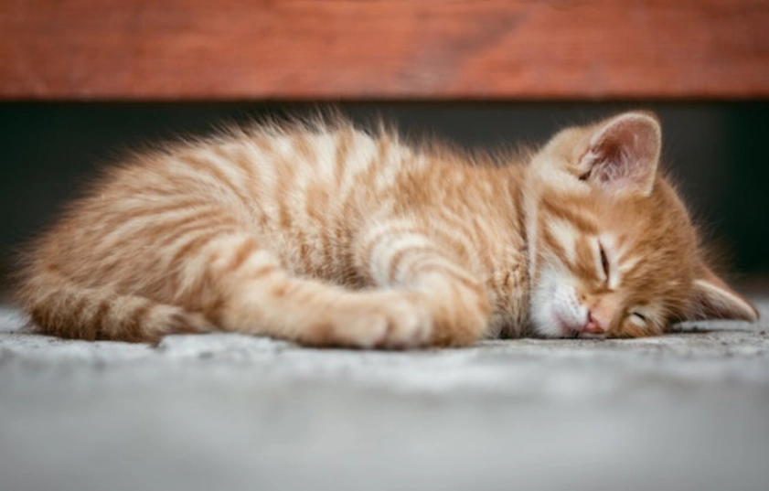 dreaming about a kitten meaning
