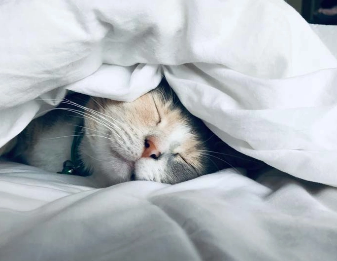 dreaming of cats