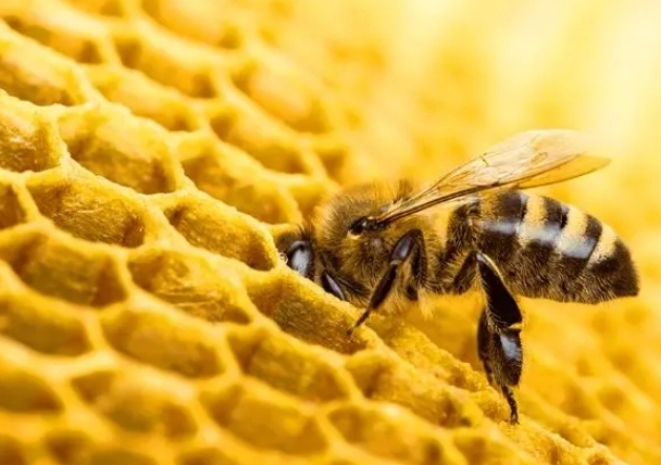 bee dream meaning