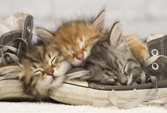 what does it mean when you dream of a kitten