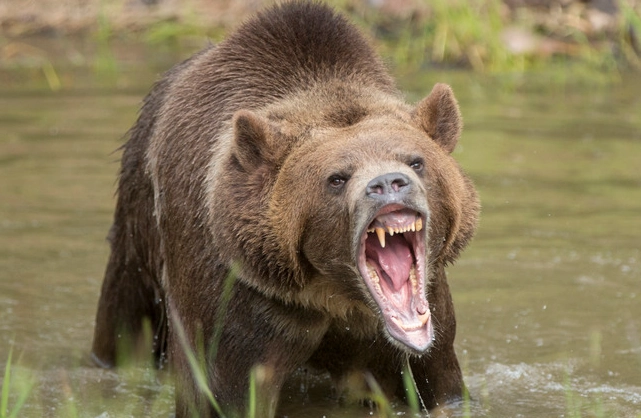 dreaming about bears