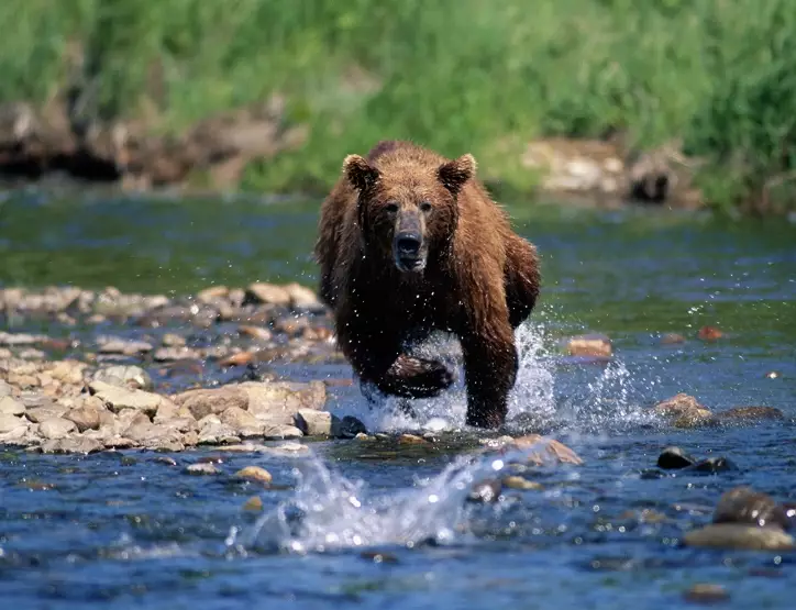 dreaming about bears