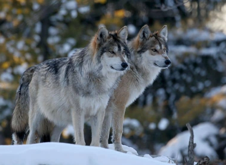 dreaming of wolves