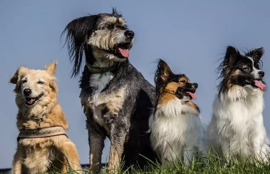 dog dream meaning