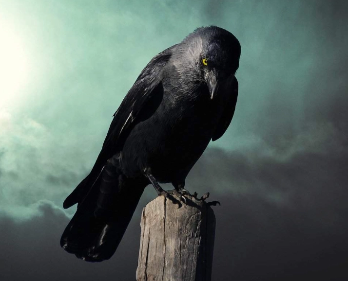 Decoding Crow Dreams: Spiritual Meanings & Hidden Messages
