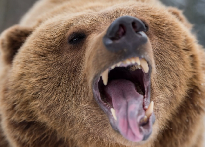 Bear Attack Dreams: Meanings, Psychology & How to Cope