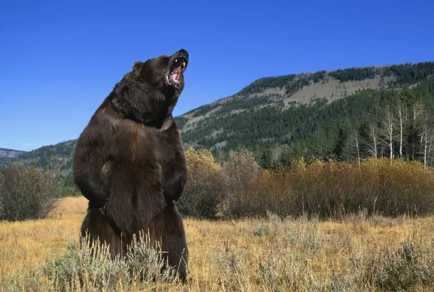 what does it mean when a bear chases you in a dream