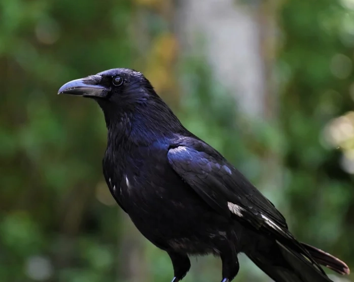 spiritual meaning of crows in dreams