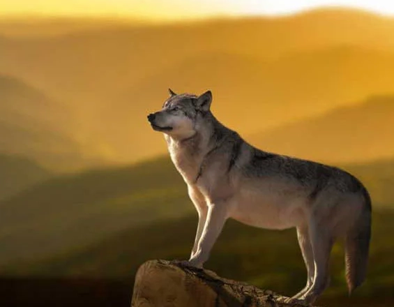 dreaming of wolves