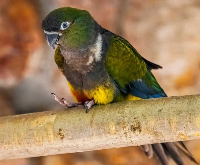 dream interpretation birds