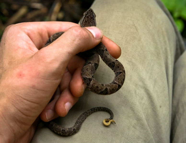 dream of killing a snake