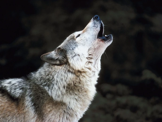 wolf dream meaning
