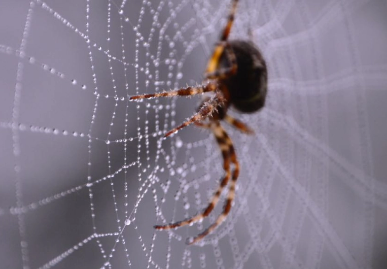 spider dream interpretation