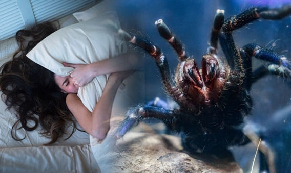 what does dreaming of spiders mean