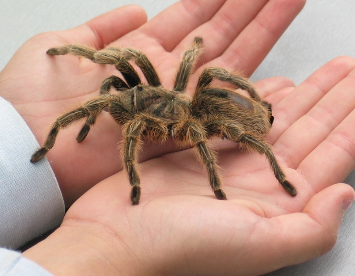 dream about spiders meaning