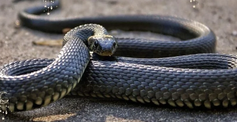 snake dream interpretation