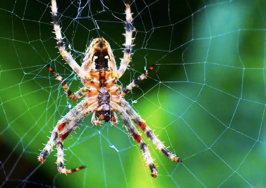 Dream About Spiders: Meaning, Interpretation, and Common Scenarios