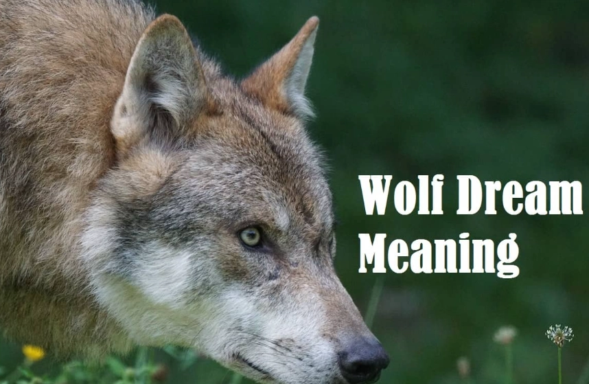 Dreaming of Wolves: A Deep Dive into Symbolism, Psychology, and Personal Meaning