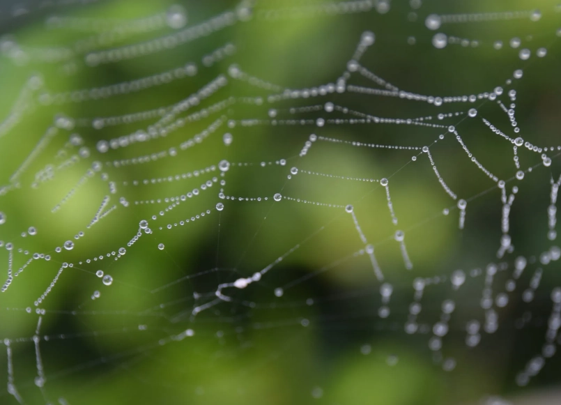 Decoding Spider Dreams: A Complete Symbolism Guide & Dictionary