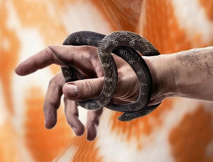 dream of killing a snake