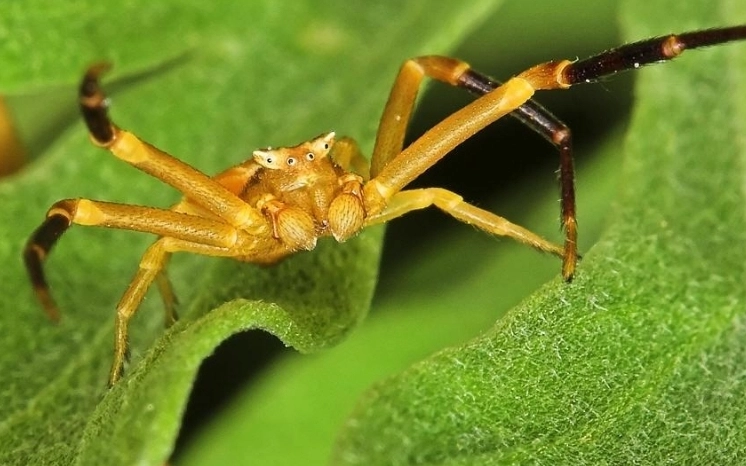 what does it mean when you dream about spiders