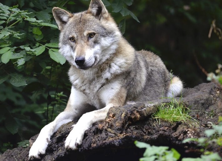 dream about wolves