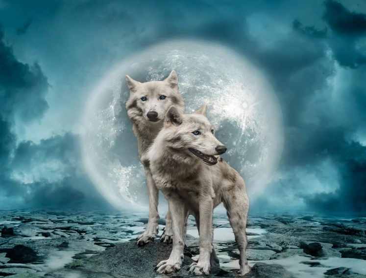 wolf dream interpretation