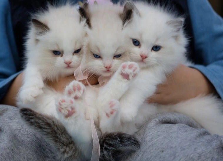 dreaming of a kitten