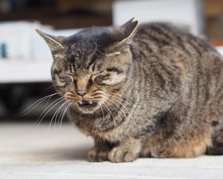 Decoding Cat Dreams: What Your Feline Night Visitor Really Means