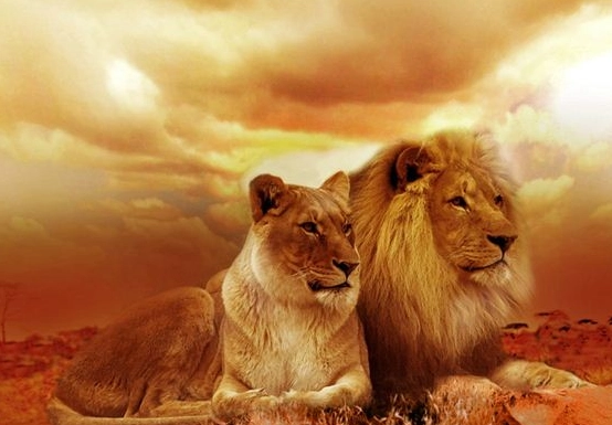 Lion Dream Meaning: A Complete Dream Dictionary Interpretation Guide