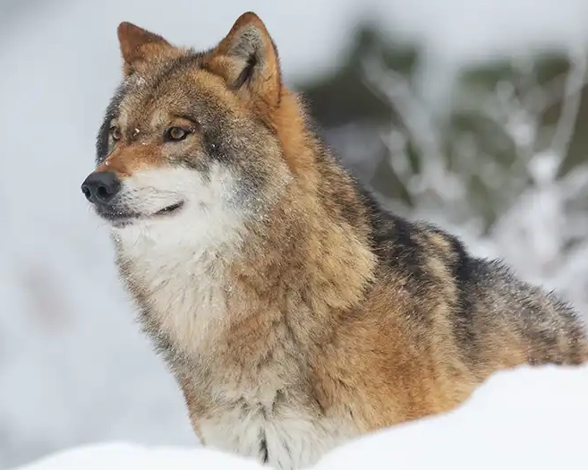 Wolf Dream Meaning: Interpretations, Symbolism & Practical Guide