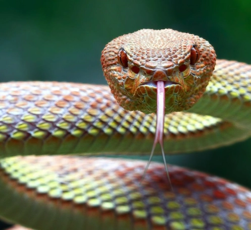 dream about snake biting me