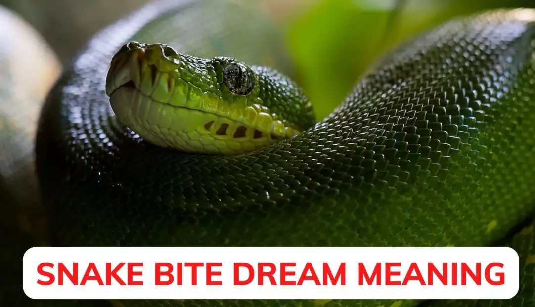 Snake Bite Dream Meaning: Decoding Fear, Betrayal & Healing