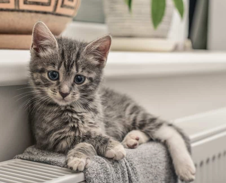 kitten dream meaning