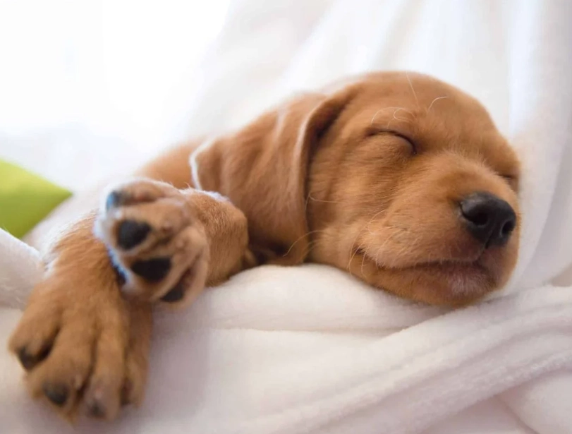 Dreaming of Dogs: What Your Canine Dreams Really Mean