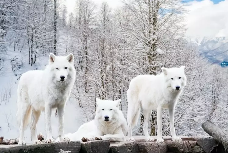 White Wolf in Dream: A Complete Guide to Meaning and Interpretation